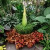There's A New Stinky Corpse Flower About To Bloom At The NYBG
